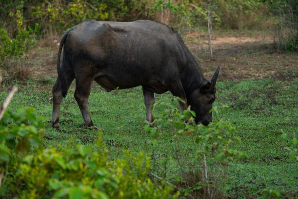 Negombo to Wilpattu one day tour